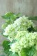 画像11: 山紫陽花 "有松" 15cmポット