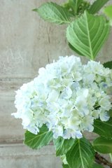 山紫陽花 "有松" 15cmポット