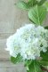 画像1: 山紫陽花 "有松" 15cmポット (1)