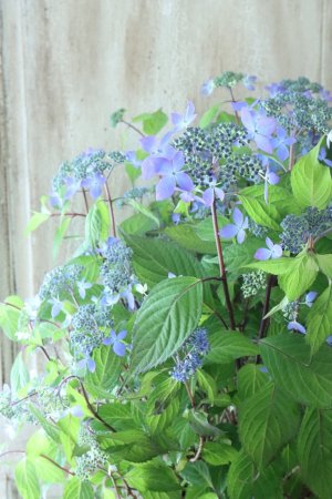 画像2: 山紫陽花 "千姫" 20cmポット