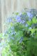 画像2: 山紫陽花 "千姫" 20cmポット (2)