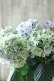 画像2: 秋色紫陽花 "月影~げつえい~ ブルー" 16cmポット  (2)