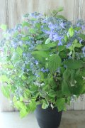 山紫陽花 "千姫" 20cmポット