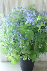 山紫陽花 "千姫" 20cmポット