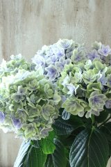 秋色紫陽花 "月影~げつえい~ ブルー" 16cmポット 