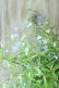 画像9: 山紫陽花 "伊予の雫" 20cmポット