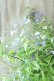 画像10: 山紫陽花 "伊予の雫" 20cmポット