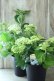 画像13: 山紫陽花 "有松" 15cmポット