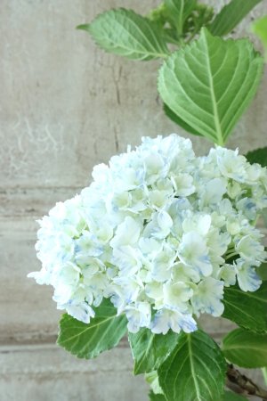 画像2: 山紫陽花 "有松" 15cmポット