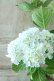 画像2: 山紫陽花 "有松" 15cmポット (2)