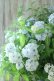 画像29: 山紫陽花 "舞妓~まいこ~" 20cmポット 