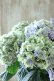 画像7: 秋色紫陽花 "月影~げつえい~ ブルー" 16cmポット 