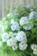 画像30: 山紫陽花 "舞妓~まいこ~" 20cmポット 