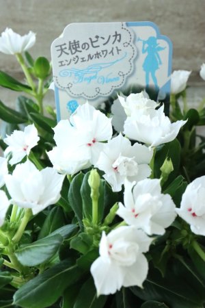 画像2: 天使のビンカ "エンジェルホワイト"