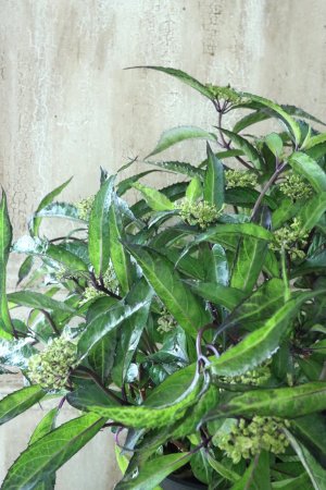 画像1: 山紫陽花 "黒龍" 18cmポット