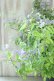画像8: 山紫陽花 "伊予の雫" 20cmポット