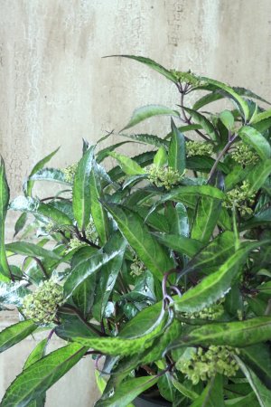 画像2: 山紫陽花 "黒龍" 18cmポット