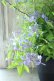 画像5: 山紫陽花 "伊予の雫" 20cmポット