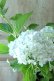 画像5: 山紫陽花 "有松" 15cmポット