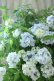 画像26: 山紫陽花 "舞妓~まいこ~" 20cmポット 