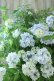 画像27: 山紫陽花 "舞妓~まいこ~" 20cmポット 