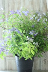 山紫陽花 "伊予の雫" 20cmポット