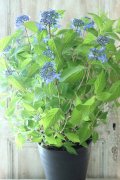 山紫陽花 "普賢の華" 20cmポット