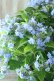 画像17: 山紫陽花 "坊ヶ鶴の華" 20cmポット