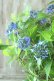 画像15: 山紫陽花 "普賢の華" 20cmポット