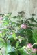 画像3: 山紫陽花 "赤兵衞" 