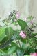 画像7: 山紫陽花 "赤兵衞" 