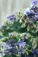 画像10: 秋色紫陽花 "月虹~げっこう~ ブルー" 16cmポット 