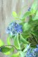 画像16: 山紫陽花 "普賢の華" 20cmポット
