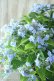 画像15: 山紫陽花 "坊ヶ鶴の華" 20cmポット