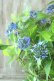 画像14: 山紫陽花 "普賢の華" 20cmポット