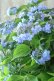 画像7: 山紫陽花 "坊ヶ鶴の華" 20cmポット