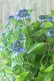 画像8: 山紫陽花 "普賢の華" 20cmポット