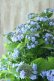画像4: 山紫陽花 "坊ヶ鶴の華" 20cmポット