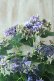 画像6: 秋色紫陽花 "月虹~げっこう~ ブルー" 16cmポット 