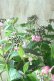 画像2: 山紫陽花 "赤兵衞"  (2)
