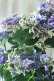 画像8: 秋色紫陽花 "月虹~げっこう~ ブルー" 16cmポット 