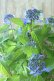 画像3: 山紫陽花 "普賢の華" 20cmポット