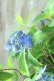 画像17: 山紫陽花 "普賢の華" 20cmポット