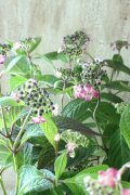 山紫陽花 "赤兵衞" 