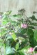 画像1: 山紫陽花 "赤兵衞"  (1)