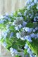 画像11: 山紫陽花 "坊ヶ鶴の華" 20cmポット