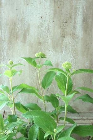 画像2: 八重咲きアナベル "ヘイズスターバースト" 