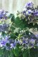 画像11: 秋色紫陽花 "月虹~げっこう~ ブルー" 16cmポット 