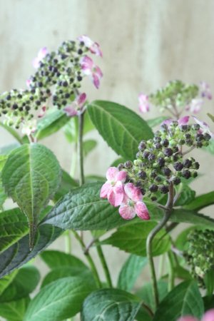 画像8: 山紫陽花 "赤兵衞" 大苗！