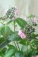 画像8: 山紫陽花 "赤兵衞" 